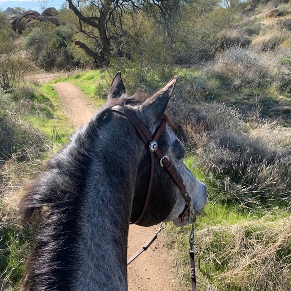 Meet your Posher, Lisa - Picture 3 of 3